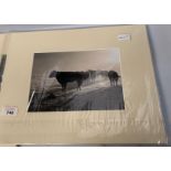 5 UNFRAMED PHOTOGRAPHS BY JAKE EASTMAN TO INCLUDE STAG ETC