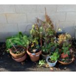 SELECTION OF TERRACOTTA & PLASTIC POTS WITH PLANTS