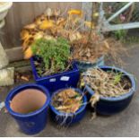 VARIOUS GLAZED PLANT POTS INCLUDING PLANTS