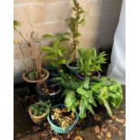 SELECTION OF GLAZED, PLASTIC & TERRACOTTA POTS WITH PLANTS