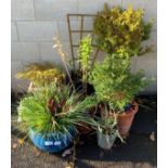 SELECTION OF GLAZED & TERRACOTTA POTS WITH PLANTS