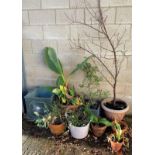 SELECTION OF TERRACOTTA & PLASTIC POTS WITH PLANTS