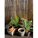SELECTION OF TERRACOTTA, STONE & PLASTIC POTS WITH PLANTS
