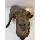 Taxidermy - a mounted Onyx head, on an oak shield, shield measures 52cm high