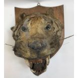 Taxidermy - A Tiger's head on mahogany shaped shield