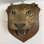 Taxidermy - A Leopards head on mahogany shaped shield