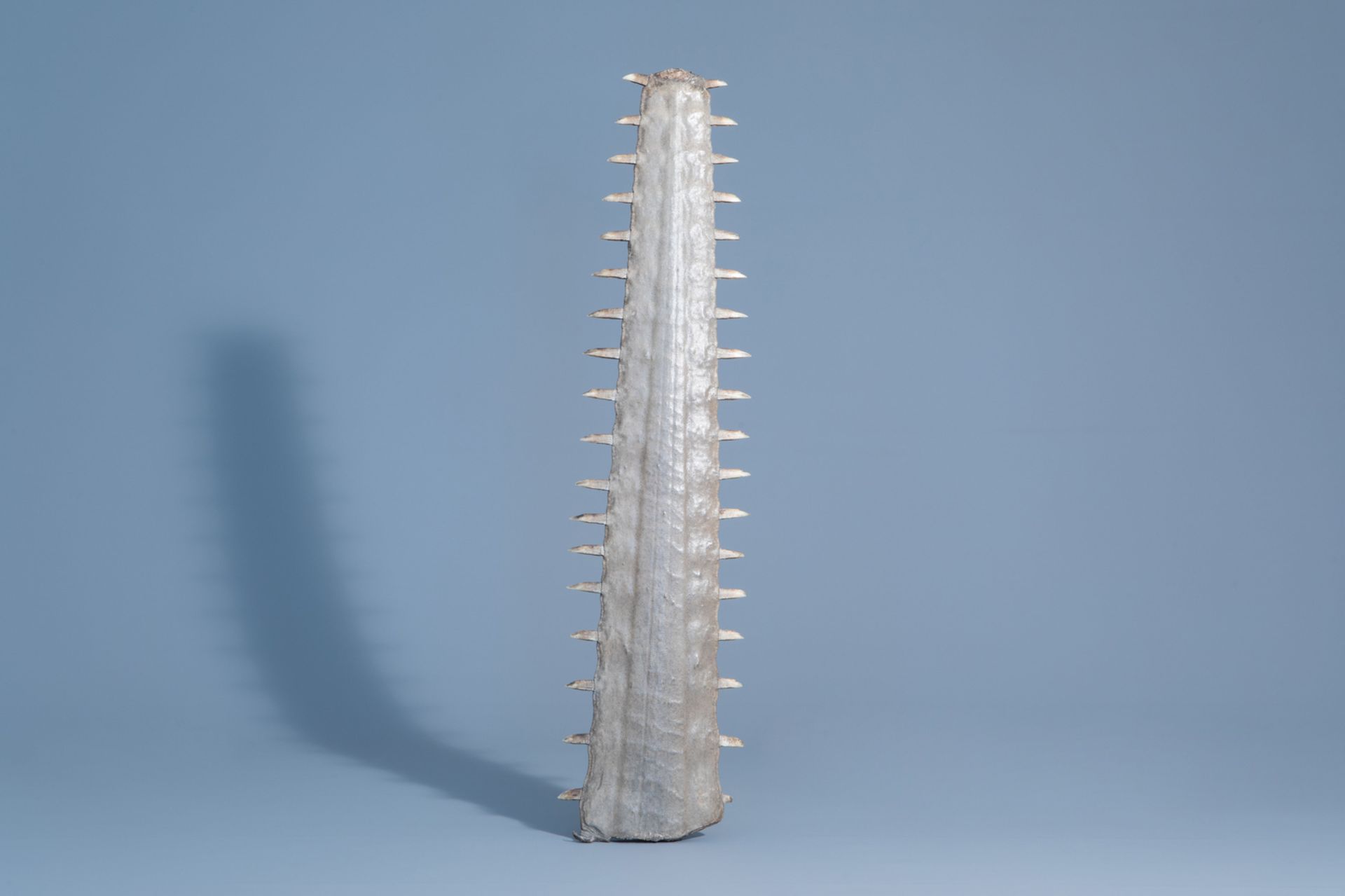 A sawtooth of a sawfish, first half of the 20th C.