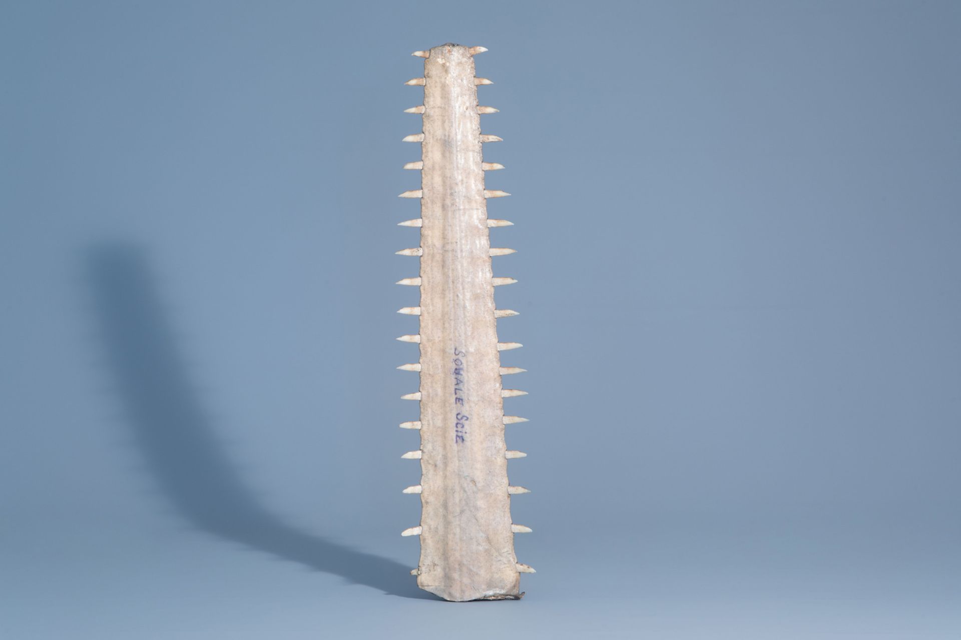 A sawtooth of a sawfish, first half of the 20th C. - Image 2 of 6