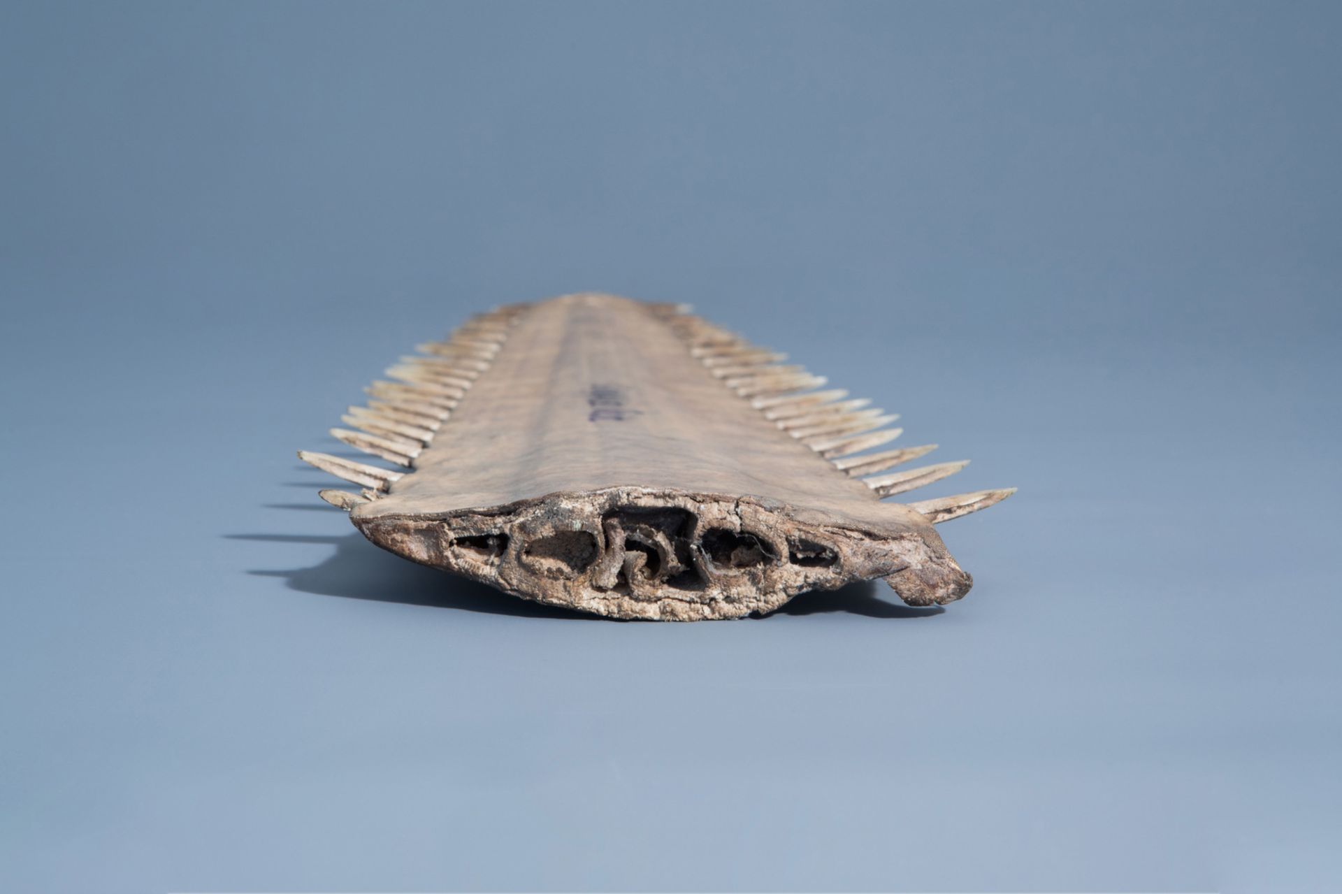 A sawtooth of a sawfish, first half of the 20th C. - Image 5 of 6