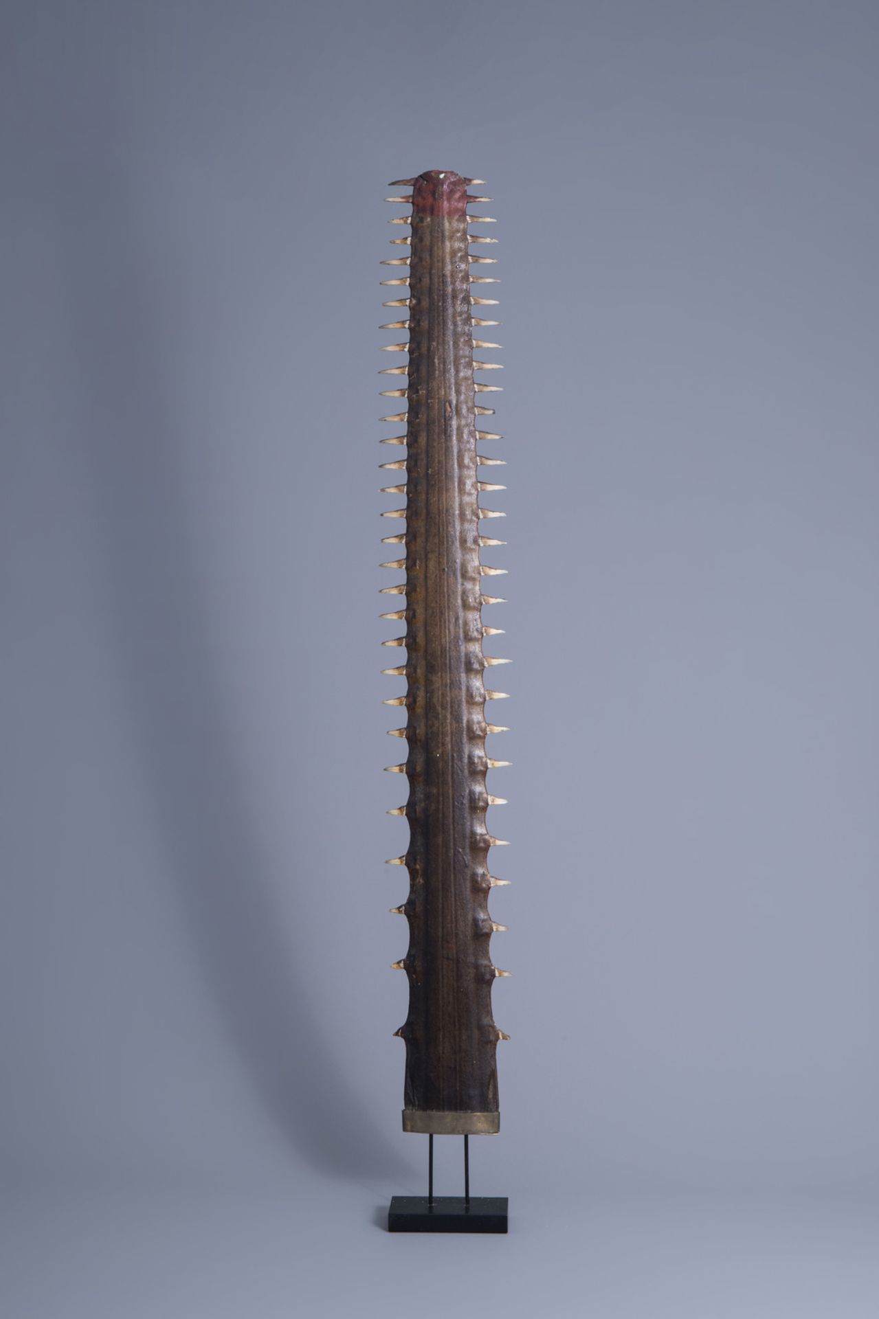 Two sawtooths of a sawfish, one of which on a stand, first half of the 20th C. - Bild 2 aus 14