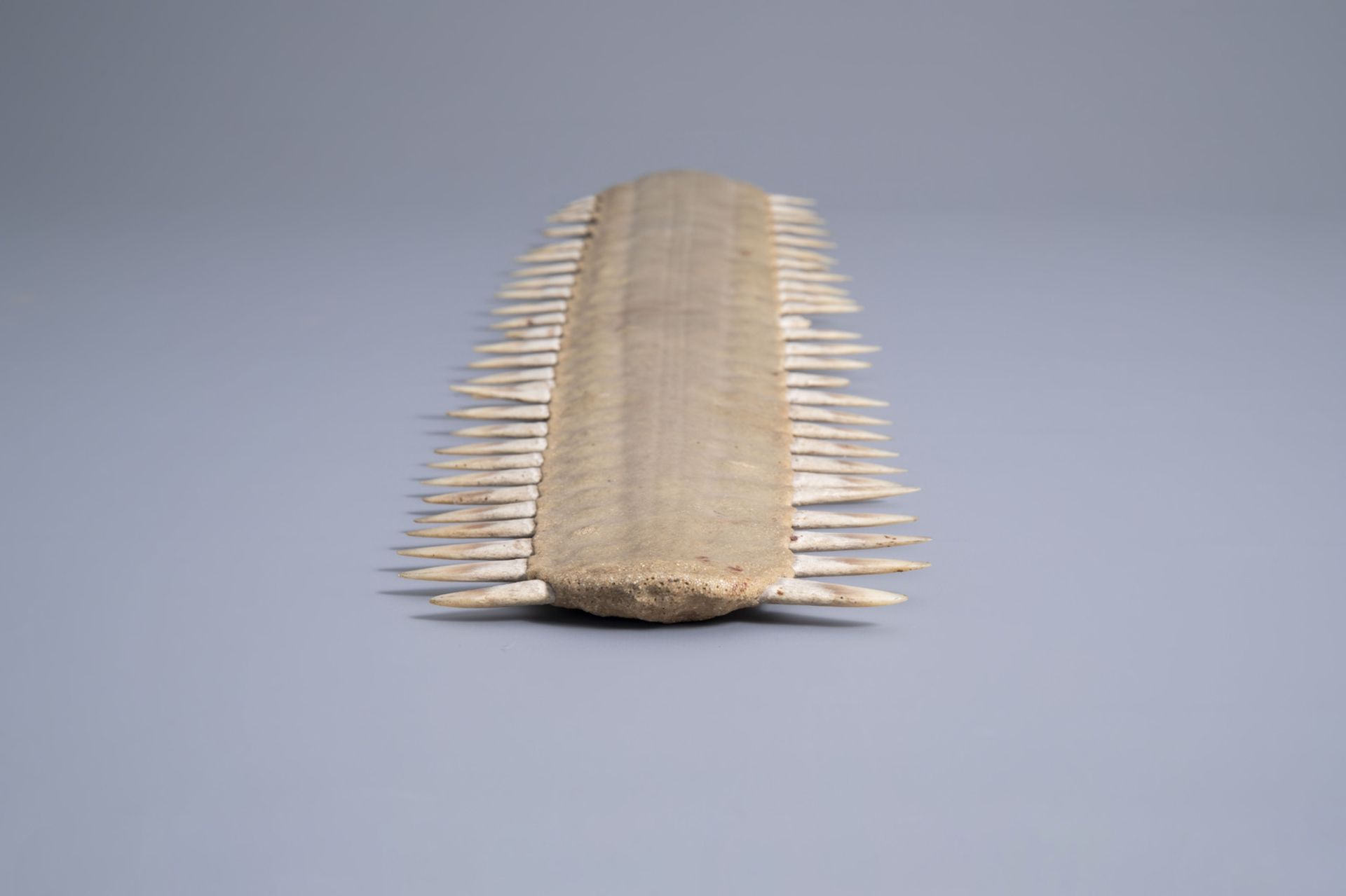 Two sawtooths of a sawfish, one of which on a stand, first half of the 20th C. - Bild 12 aus 14