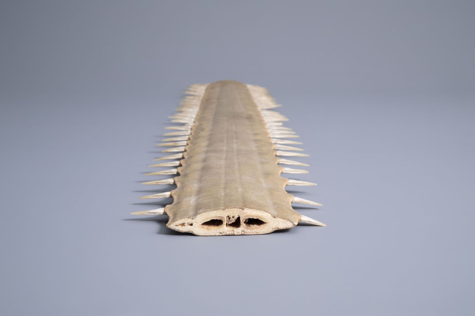 Two sawtooths of a sawfish, one of which on a stand, first half of the 20th C. - Bild 11 aus 14