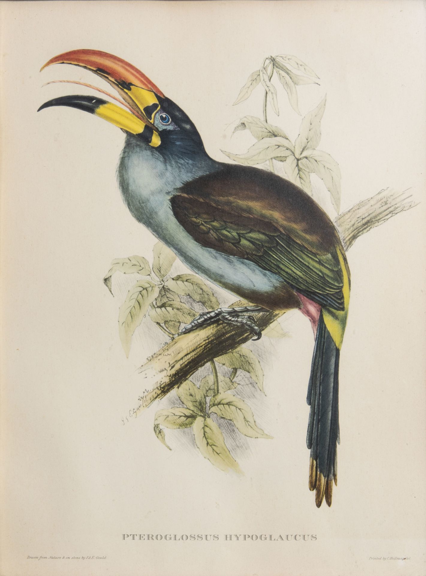 After John Gould FRS (1804-1881) and Elizabeth Gould (1804-1841): Three ornithological lithographs i - Bild 4 aus 9