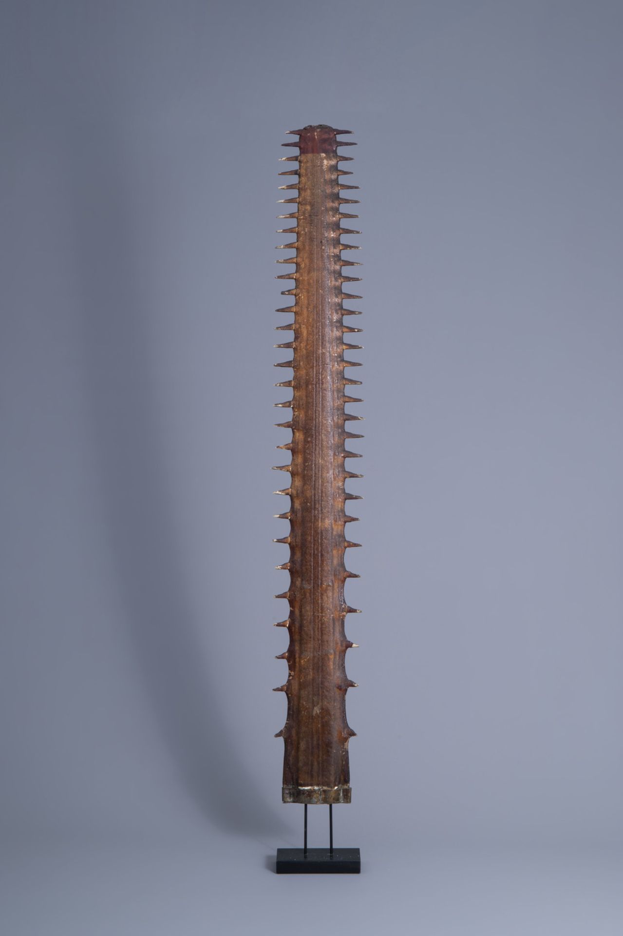 Two sawtooths of a sawfish, one of which on a stand, first half of the 20th C. - Bild 4 aus 14
