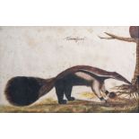 South American school: 'Tamanu‰guacž' (anteater), watercolour on paper, 18th C.