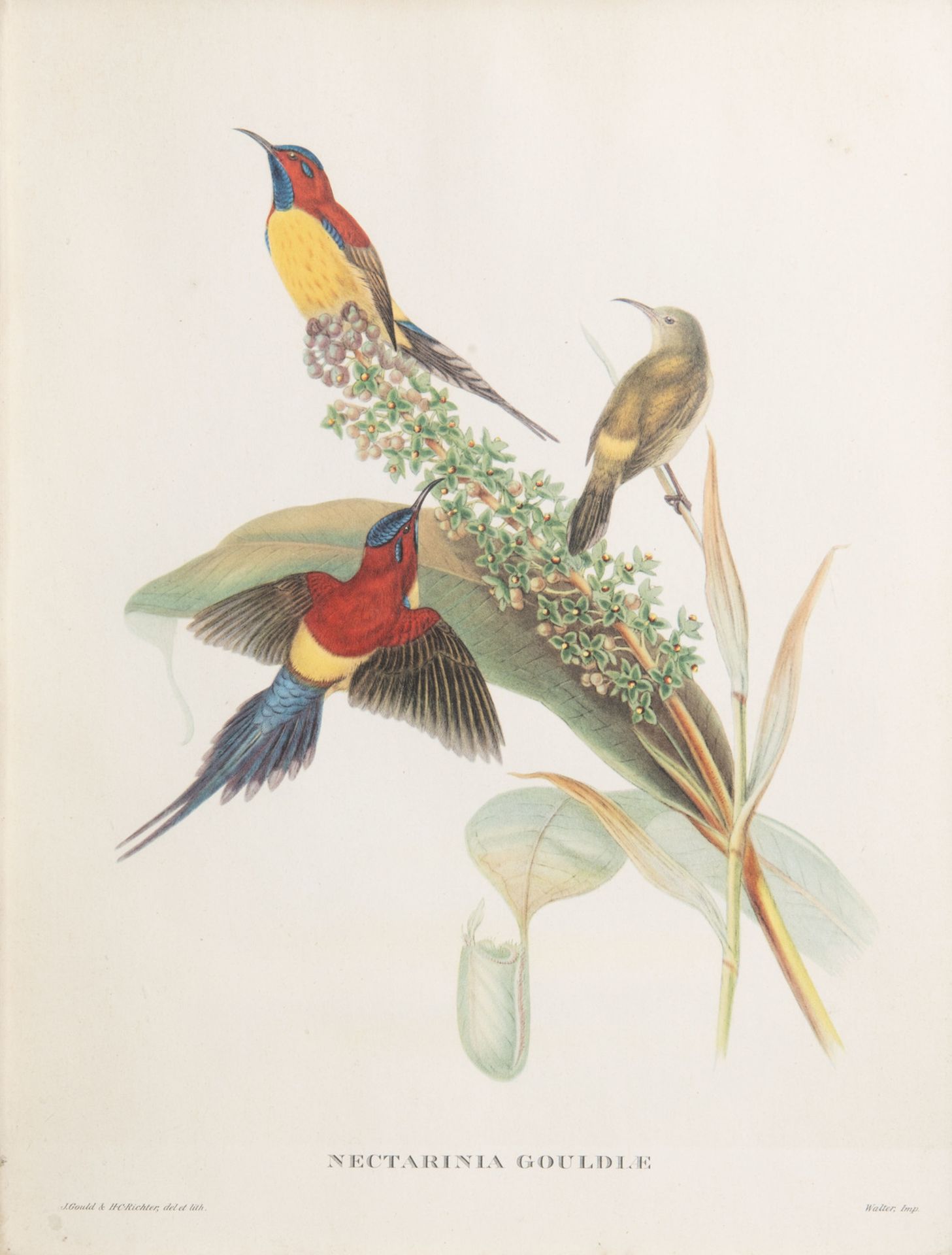 After John Gould FRS (1804-1881) and Elizabeth Gould (1804-1841): Three ornithological lithographs i - Bild 3 aus 9