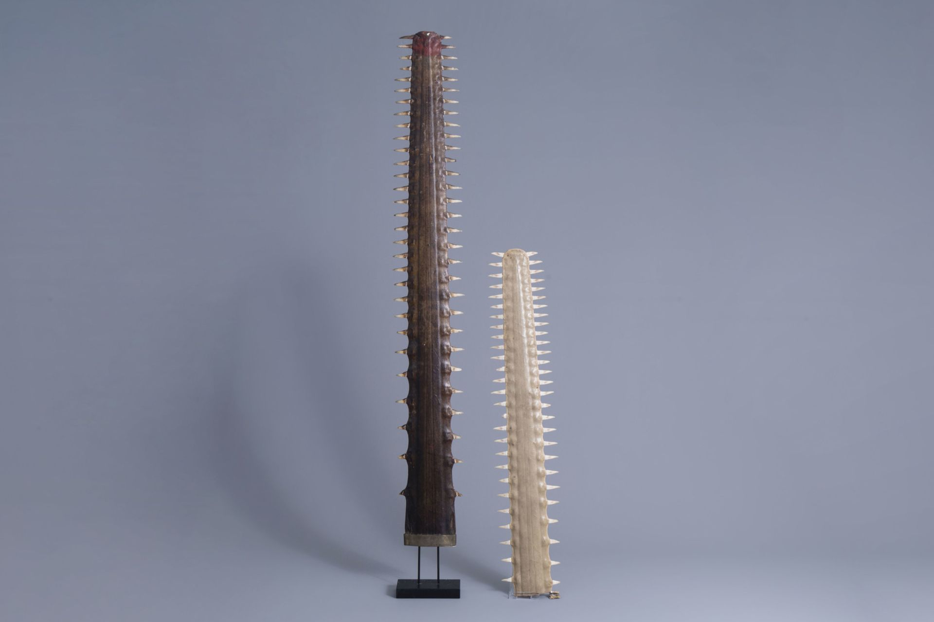 Two sawtooths of a sawfish, one of which on a stand, first half of the 20th C.