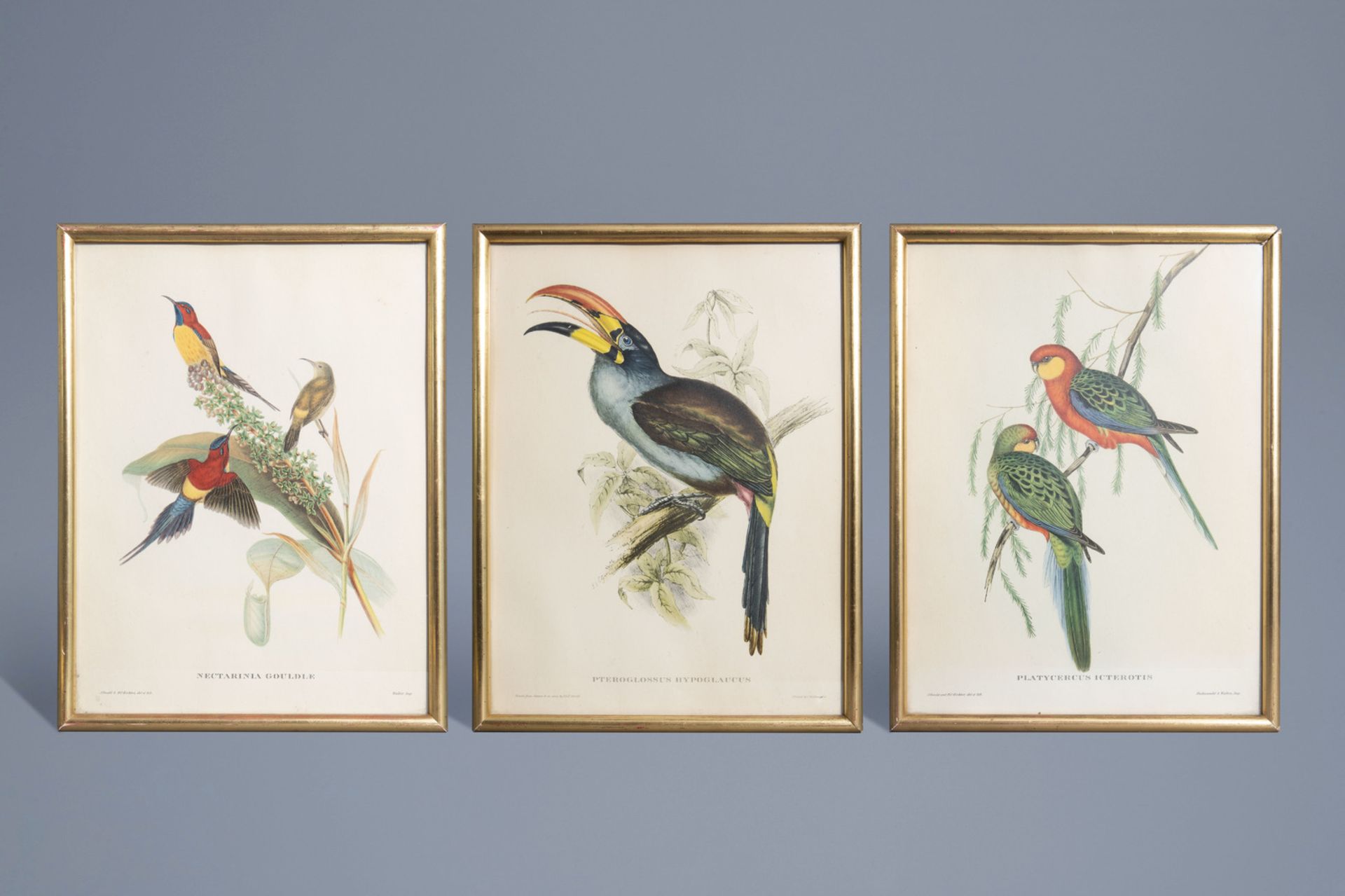 After John Gould FRS (1804-1881) and Elizabeth Gould (1804-1841): Three ornithological lithographs i