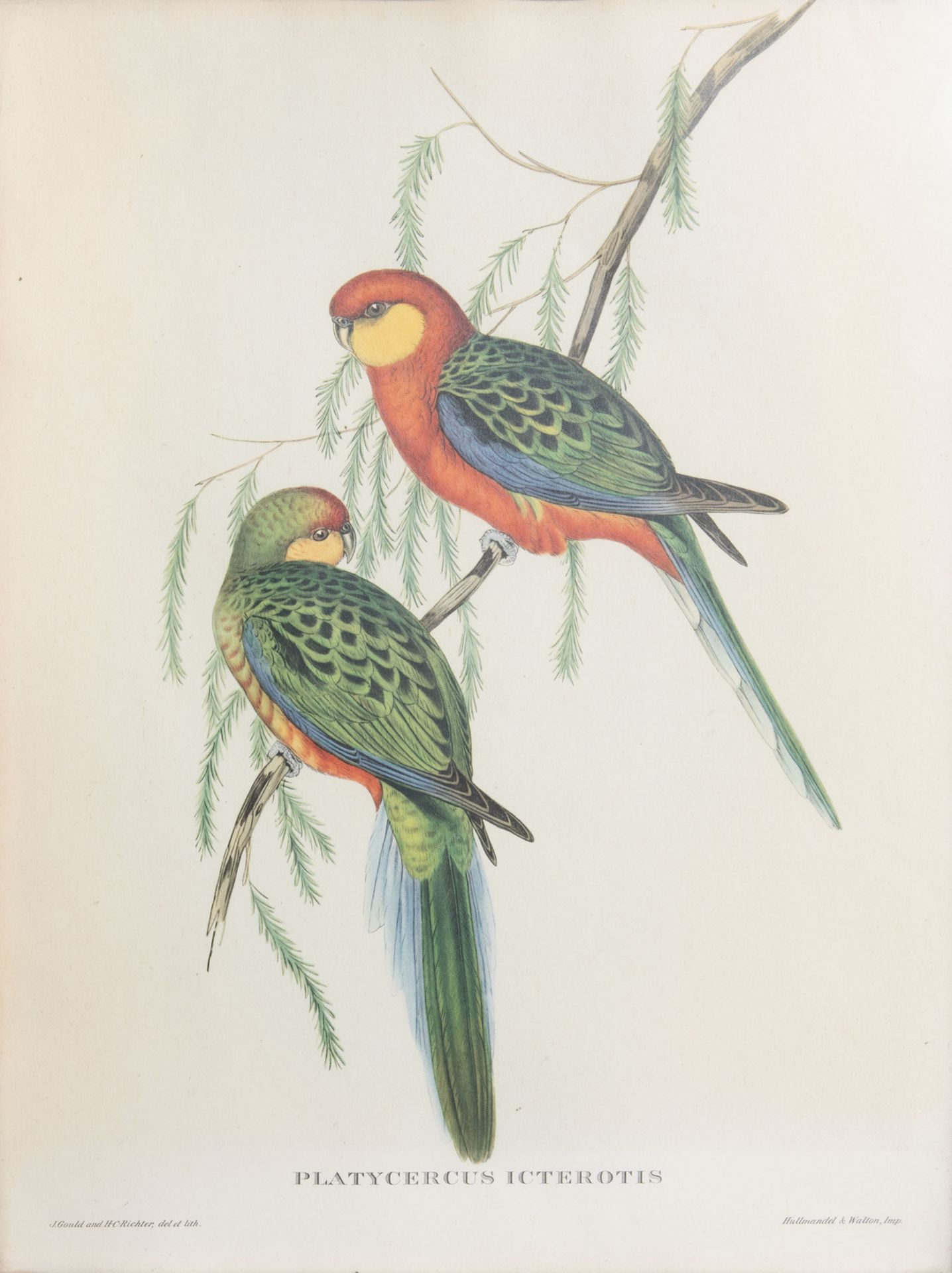 After John Gould FRS (1804-1881) and Elizabeth Gould (1804-1841): Three ornithological lithographs i - Bild 5 aus 9