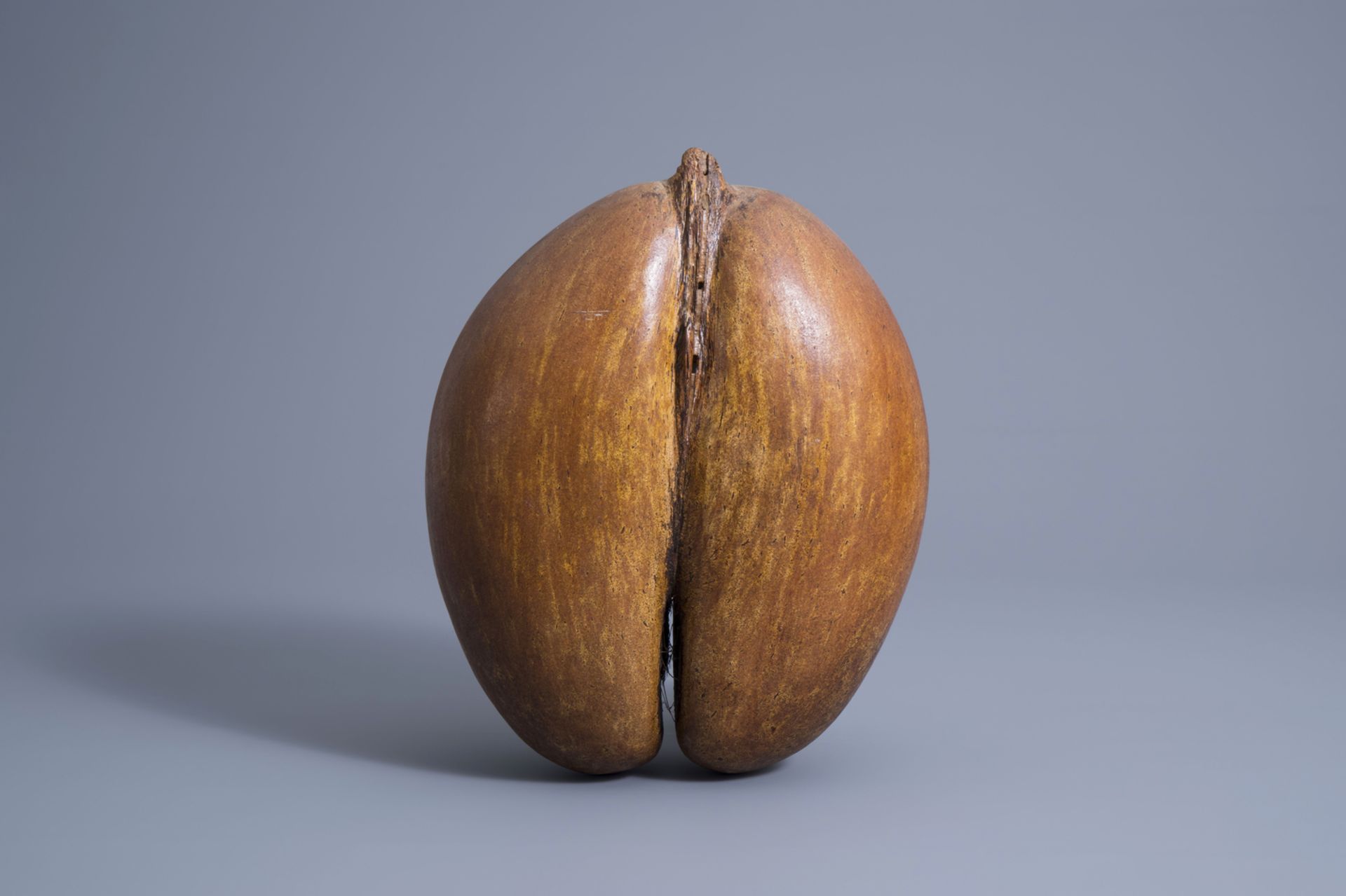 A sea coconut or coco de mer (lodicea maldivica), Seychelles - Image 2 of 7