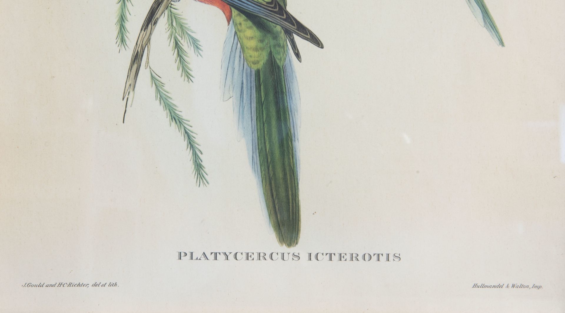 After John Gould FRS (1804-1881) and Elizabeth Gould (1804-1841): Three ornithological lithographs i - Bild 9 aus 9