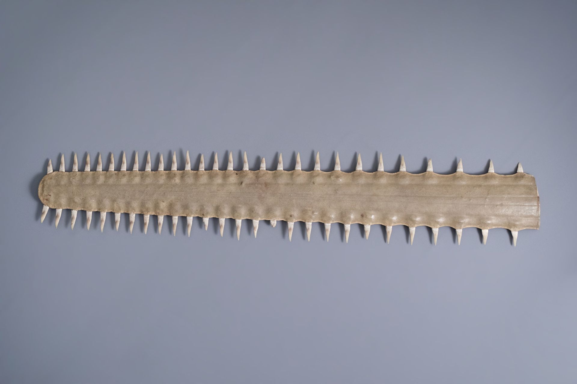 Two sawtooths of a sawfish, one of which on a stand, first half of the 20th C. - Bild 13 aus 14