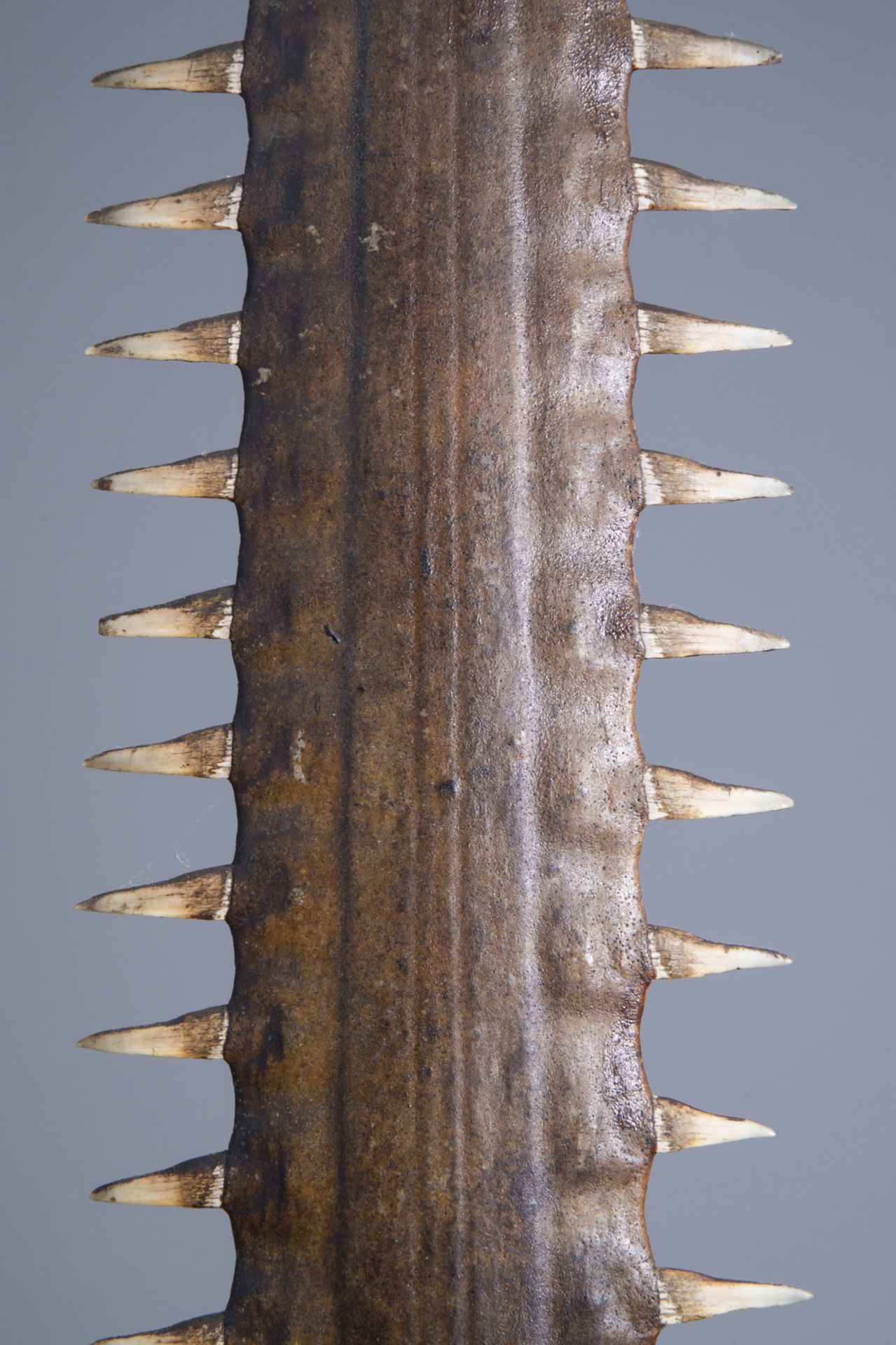 Two sawtooths of a sawfish, one of which on a stand, first half of the 20th C. - Bild 6 aus 14
