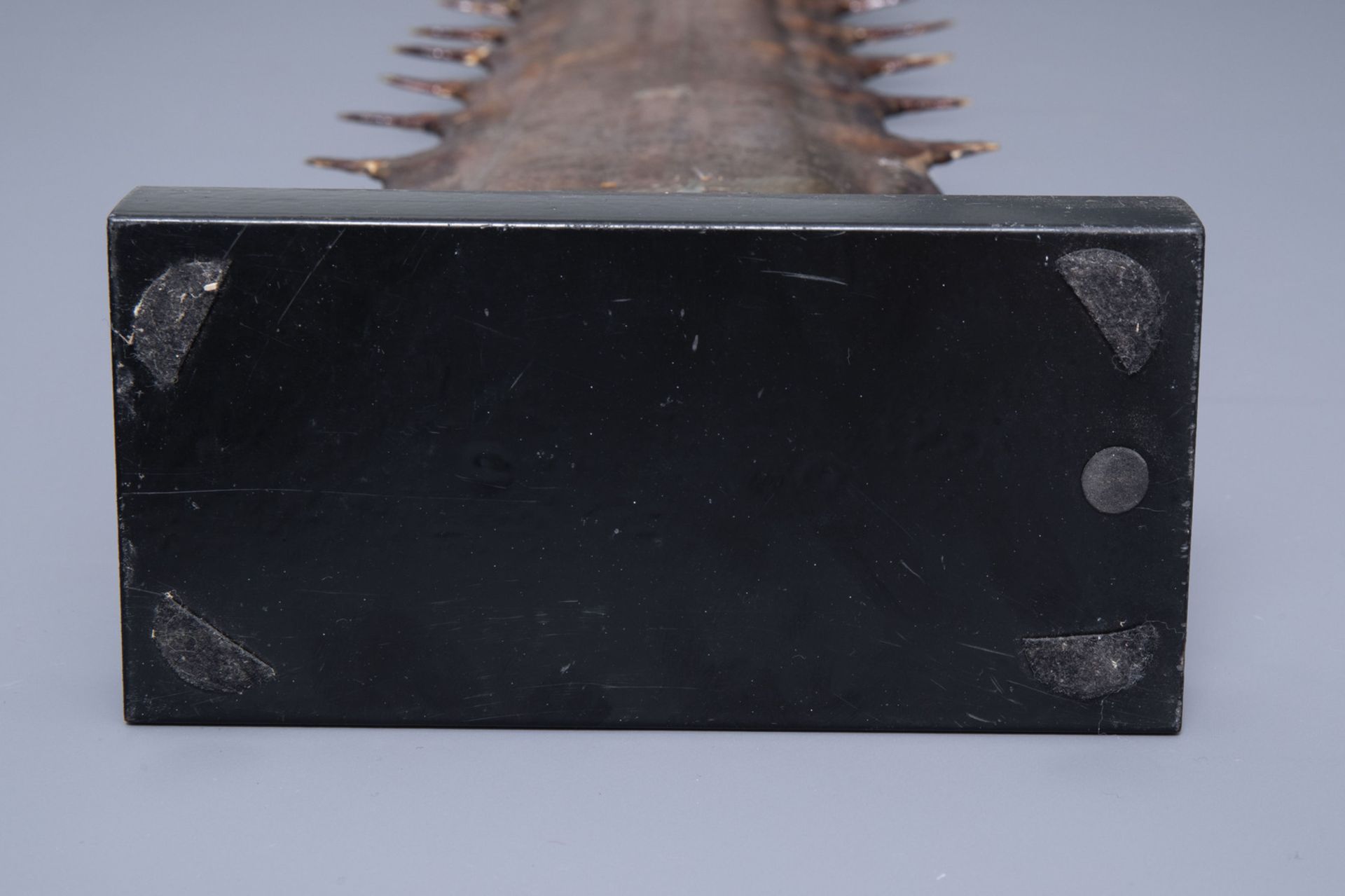 Two sawtooths of a sawfish, one of which on a stand, first half of the 20th C. - Bild 7 aus 14