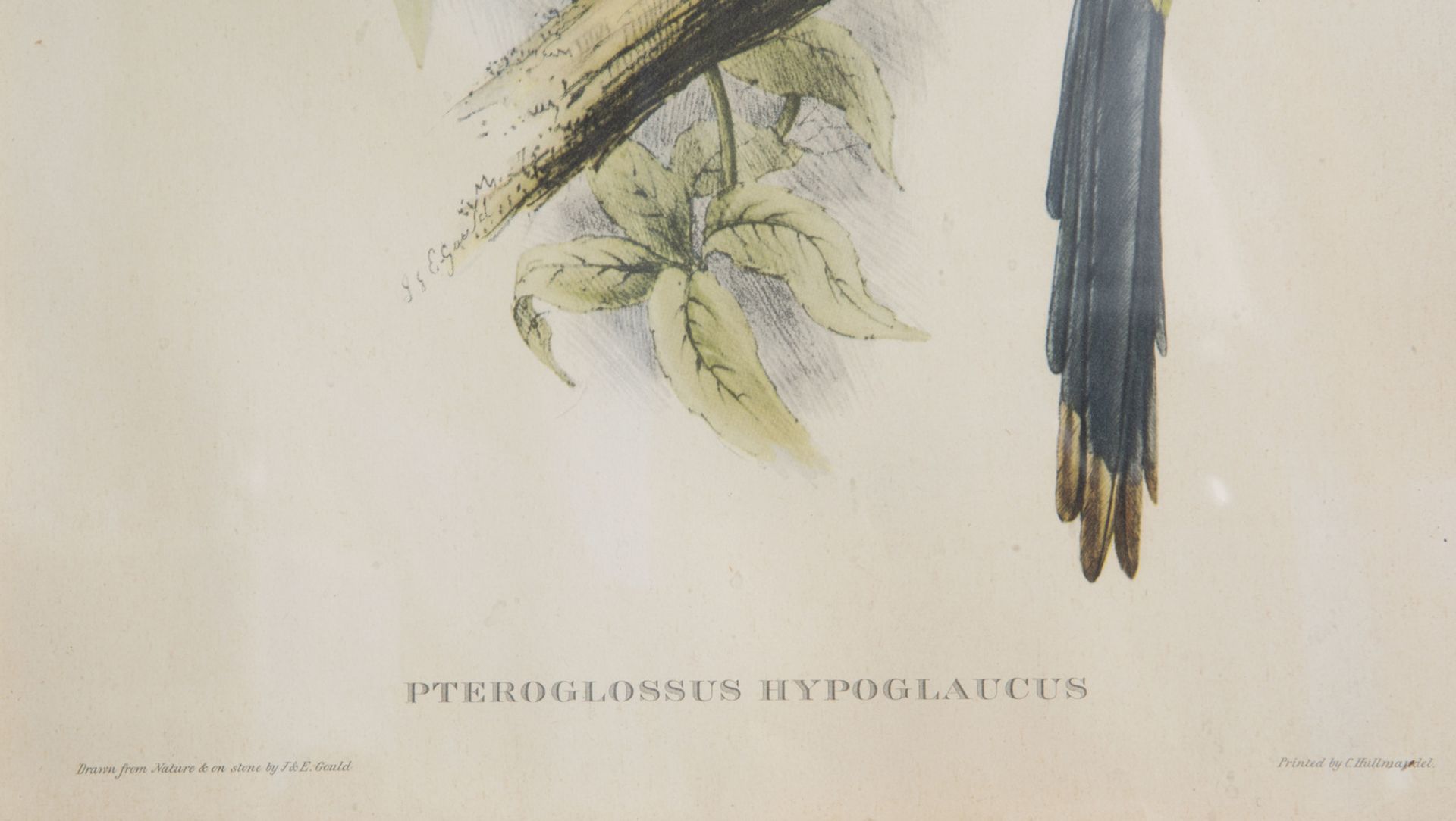 After John Gould FRS (1804-1881) and Elizabeth Gould (1804-1841): Three ornithological lithographs i - Bild 7 aus 9