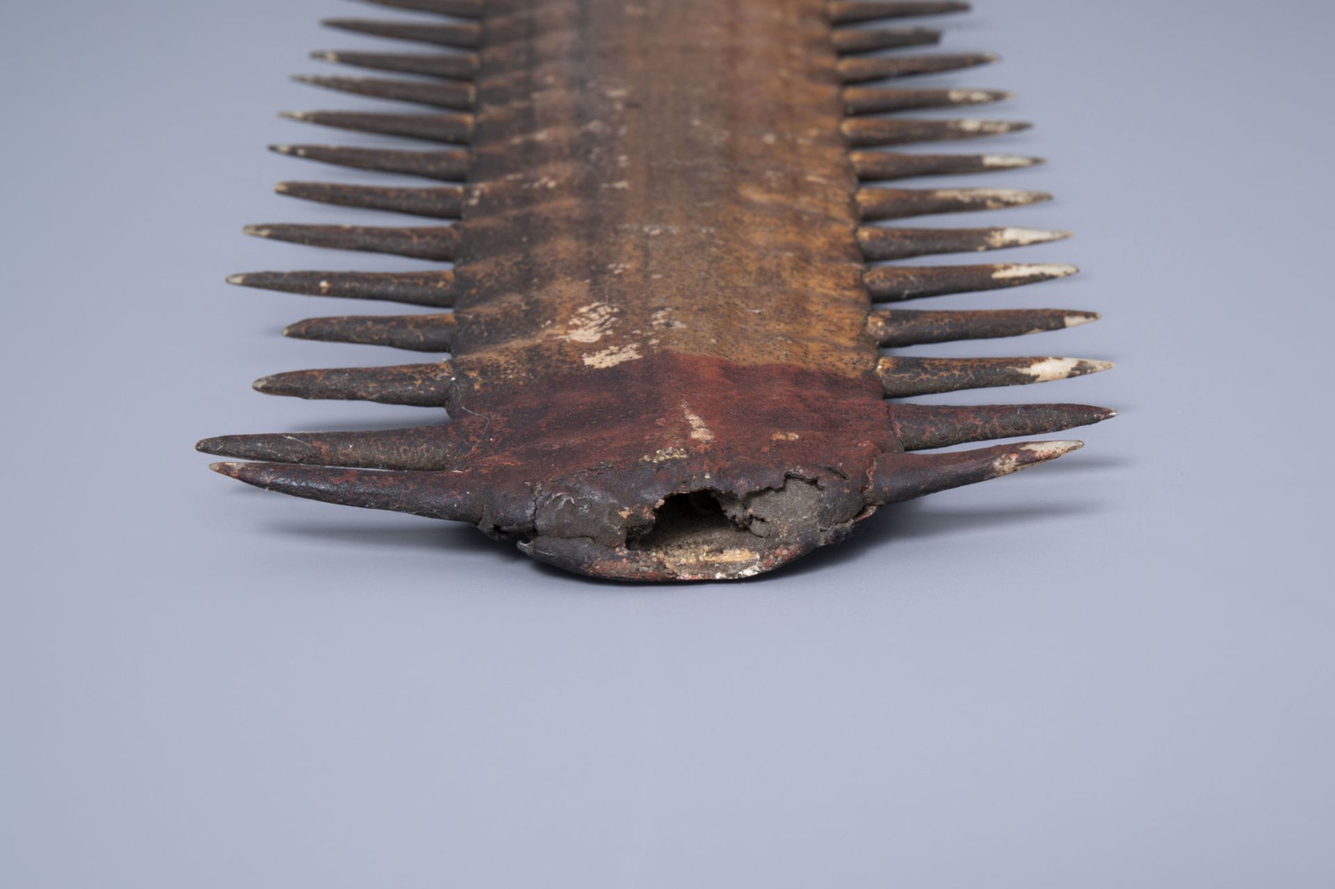 Two sawtooths of a sawfish, one of which on a stand, first half of the 20th C. - Bild 8 aus 14