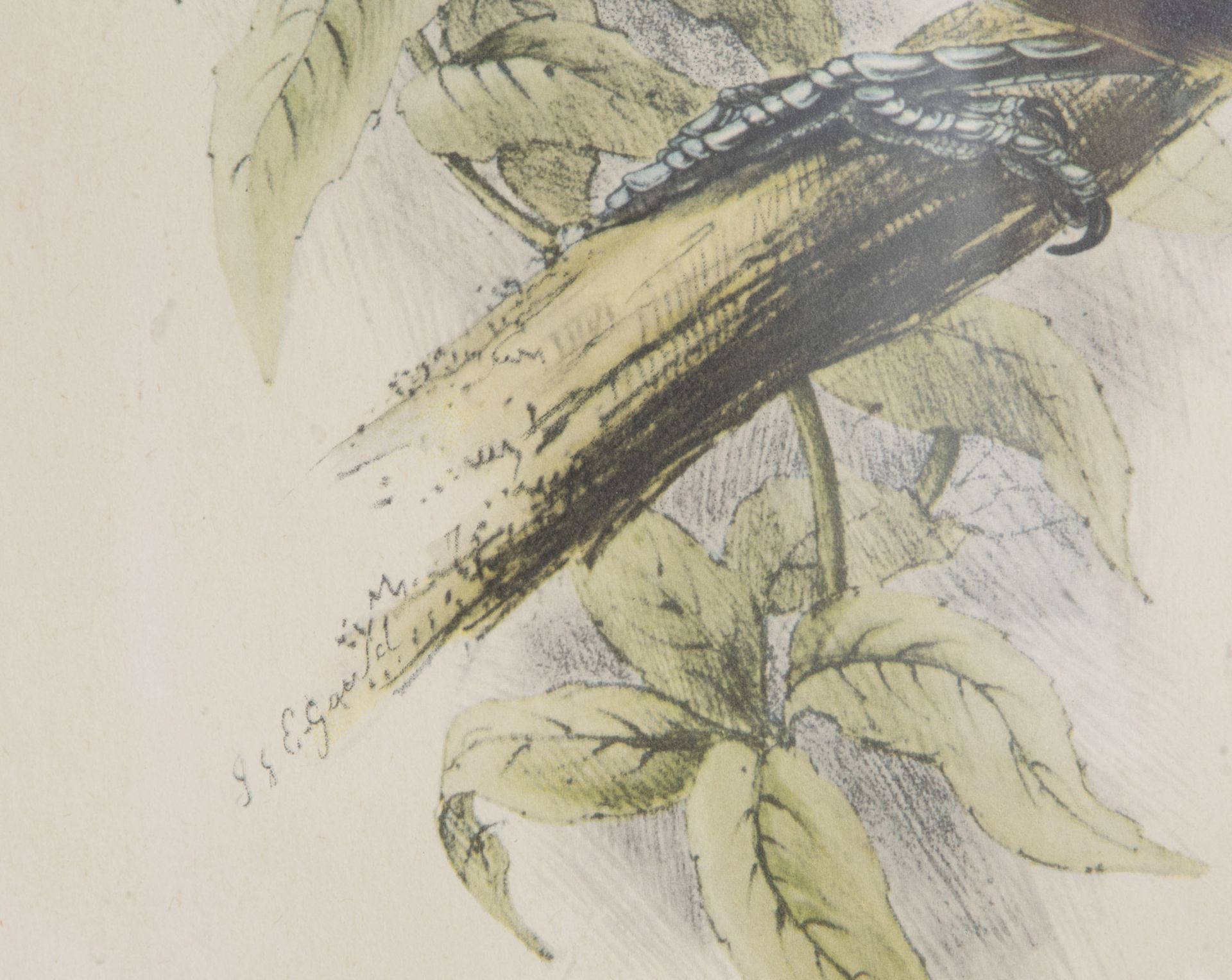After John Gould FRS (1804-1881) and Elizabeth Gould (1804-1841): Three ornithological lithographs i - Bild 8 aus 9