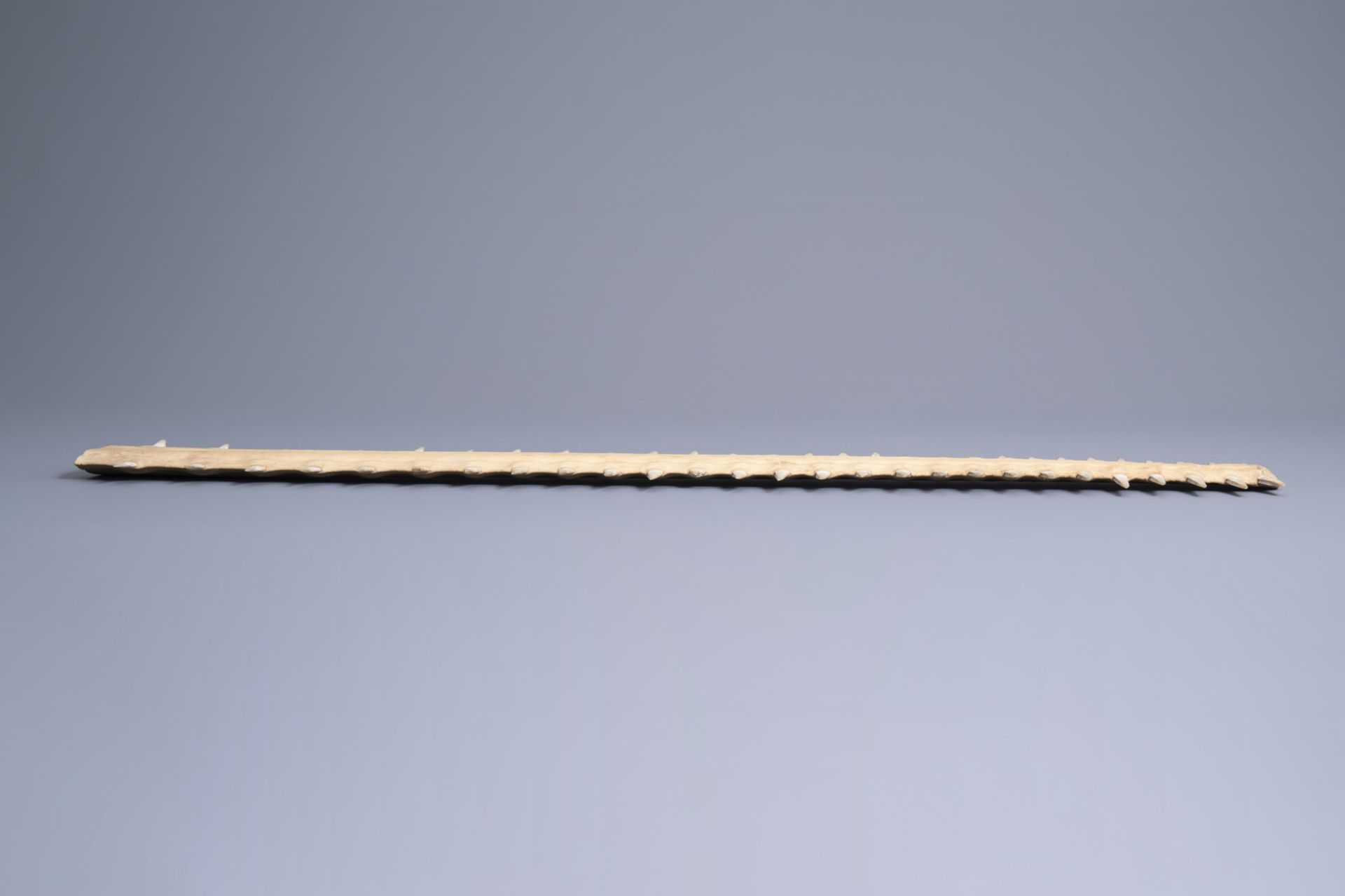 Two sawtooths of a sawfish, one of which on a stand, first half of the 20th C. - Bild 9 aus 14