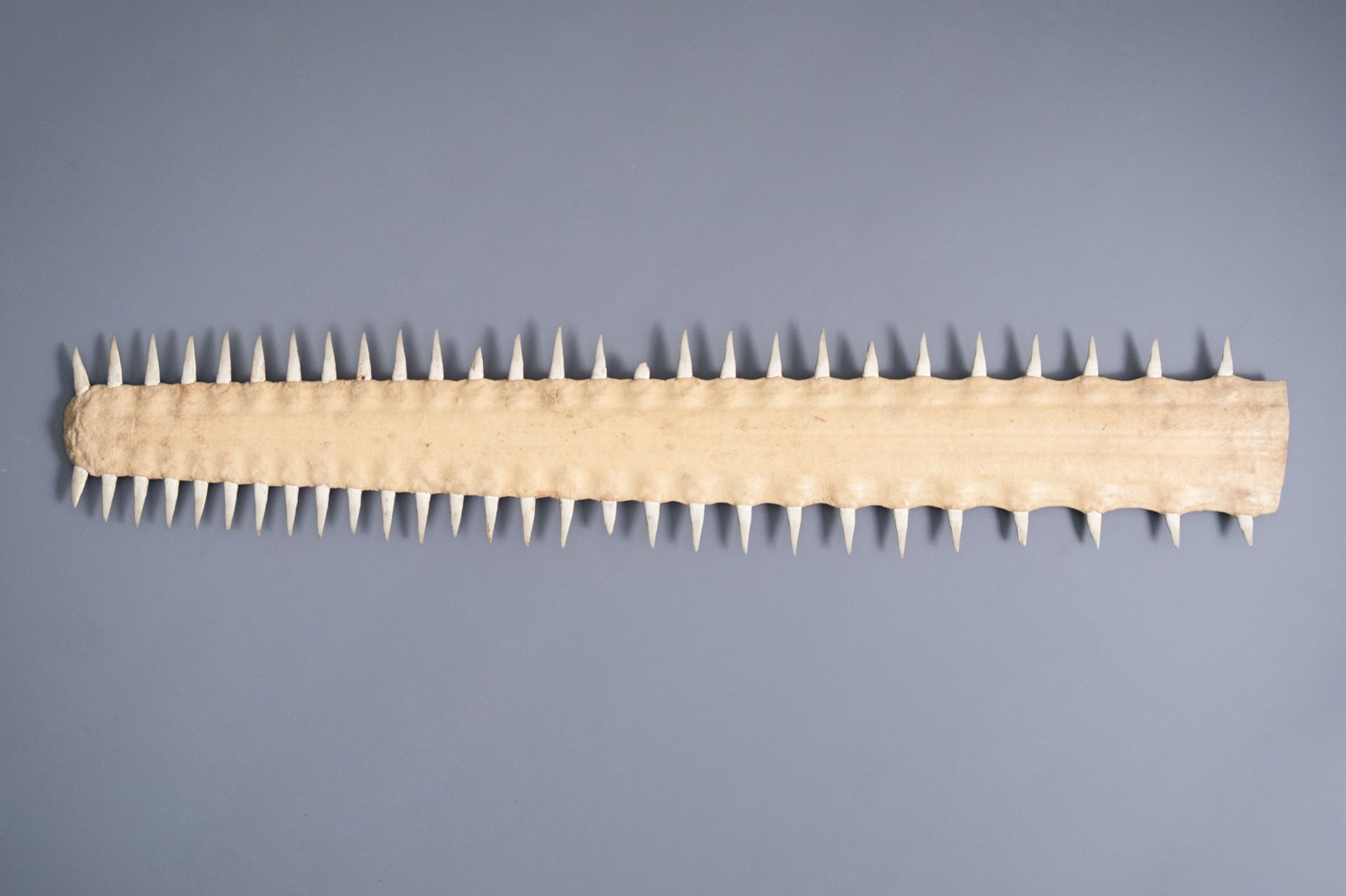 Two sawtooths of a sawfish, one of which on a stand, first half of the 20th C. - Bild 14 aus 14