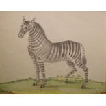 Unattributed Watercolour drawing  Study of a zebra, 21cm x 26cm  Condition ReportSee attached