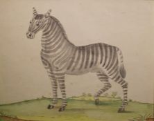 Unattributed Watercolour drawing  Study of a zebra, 21cm x 26cm  Condition ReportSee attached