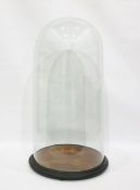 Large glass dome on stand, approx 84cm high