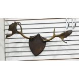 Pair of shield mounted antlers