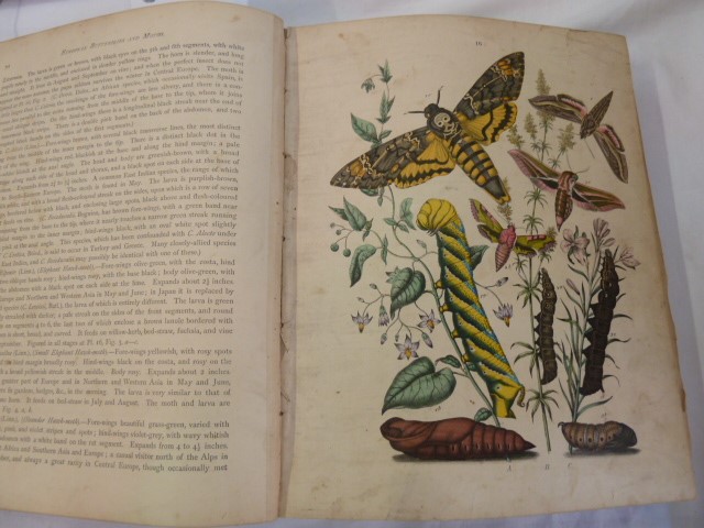 Kirby, W F "European Butterflies and Moths", Cassell & Company 1889, colour plates, maroon cloth - Image 5 of 7