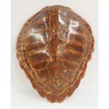 Green sea turtle (Chelonia Mydas) carapace