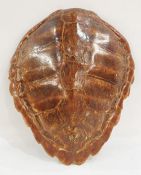 Green sea turtle (Chelonia Mydas) carapace