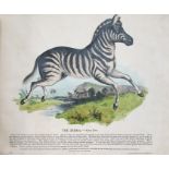 [Whymper] "Thirty Plates of Illustrated Natural History with a Short Description Annexed to Each