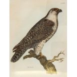 20th century  Coloured engraving  "Jer Falcon Plate XIV", possibly from John Selby Pridaux's, The