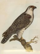 20th century  Coloured engraving  "Jer Falcon Plate XIV", possibly from John Selby Pridaux's, The