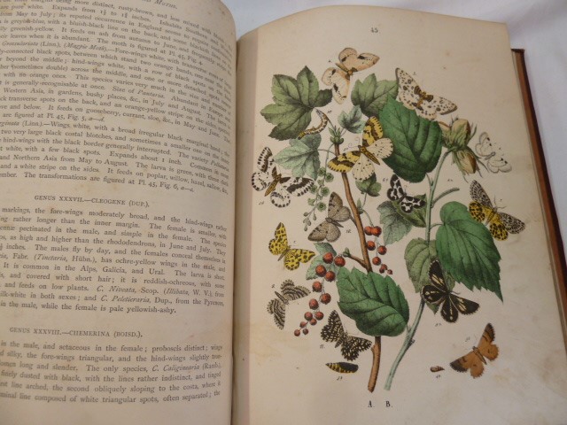 Kirby, W F "European Butterflies and Moths", Cassell & Company 1889, colour plates, maroon cloth - Image 7 of 7