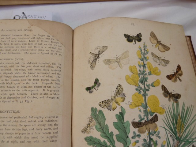 Kirby, W F "European Butterflies and Moths", Cassell & Company 1889, colour plates, maroon cloth - Image 6 of 7
