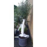 Standard olive tree, approx 2m high planted in a lead lookalike circular planter