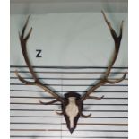 German 12-point red deer antlers mounted on shield-shaped wooden mount