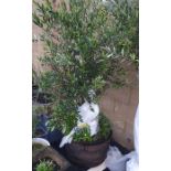 Bush olive tree, approx 1.7m high planted in a half-metal bound barrel with species daffodils