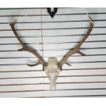 Ten-pointed red deer antlers mounted on skull