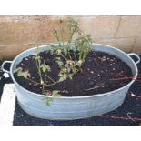 Oval galvanised bath planted with roses